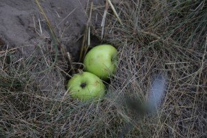 Premeštanje tekunica (vrsta veverice) u zaštićeno područje Subotičke peščare