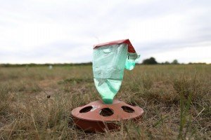 Premeštanje tekunica (vrsta veverice) u zaštićeno područje Subotičke peščare