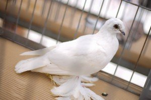 31. "Berbanski dani"