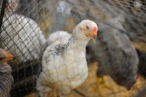 31. "Berbanski dani"