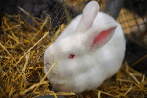 31. "Berbanski dani"