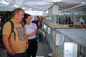 31. "Berbanski dani"