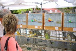 31. "Berbanski dani"