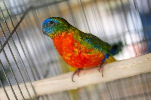 31. "Berbanski dani"