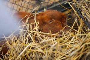 31. "Berbanski dani"