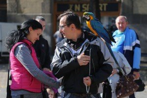 Izložba crteža povodom Svetskog dana životinja