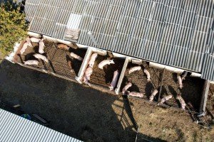 Građani Makove sedmice protiv farme svinja