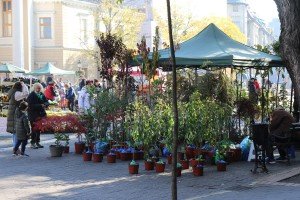 Cvetna pijaca na Trgu