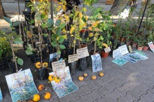 Cvetna pijaca na Trgu