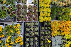 Jesenji sajam cveća “Garden Flora”