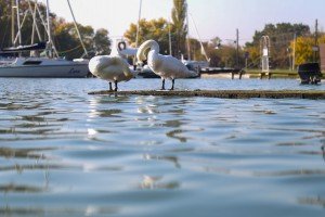 Obraćanje povodom završetka izlova invazivne ribe u sklopu projekta Zaštita biodiverziteta i voda jezera Palić i Ludaš