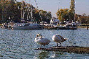 Obraćanje povodom završetka izlova invazivne ribe u sklopu projekta Zaštita biodiverziteta i voda jezera Palić i Ludaš