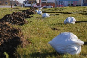 Pošumljavanje na Palićkom putu