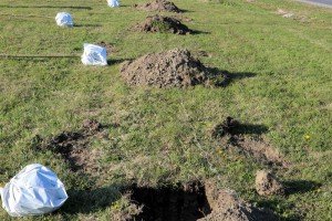 Pošumljavanje na Palićkom putu