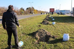 Pošumljavanje na Palićkom putu