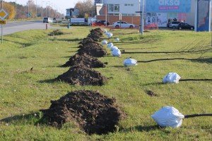 Pošumljavanje na Palićkom putu