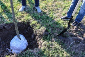 Pošumljavanje na Palićkom putu