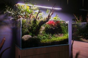 Akvarijumi "Aquascape"
