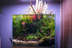 Akvarijumi "Aquascape"