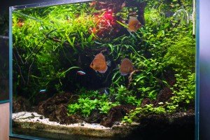 Akvarijumi "Aquascape"