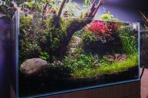 Akvarijumi "Aquascape"