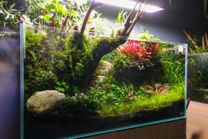 Akvarijumi "Aquascape"