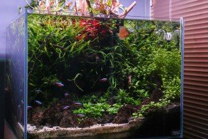 Akvarijumi "Aquascape"