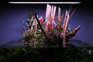 Akvarijumi "Aquascape"