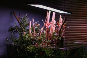 Akvarijumi "Aquascape"