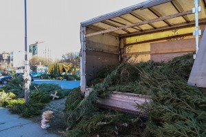 Prodaja ukrasnih (novogodišnjih) jelki na "Zelencu"