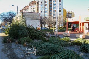 Prodaja ukrasnih (novogodišnjih) jelki na "Zelencu"