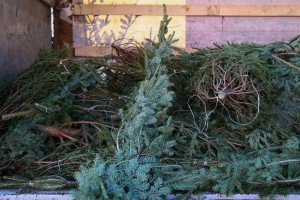 Prodaja ukrasnih (novogodišnjih) jelki na "Zelencu"