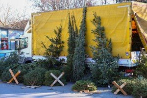 Prodaja ukrasnih (novogodišnjih) jelki na "Zelencu"