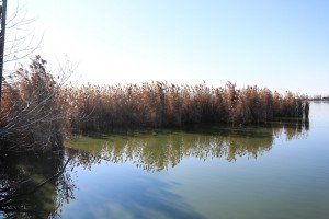 Obilazak povodom početka poribljavanja Palićkog jezera