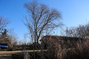 Obilazak povodom početka poribljavanja Palićkog jezera