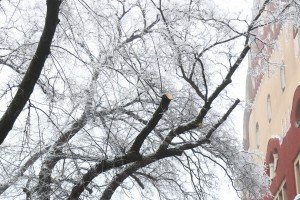 Orezivanje zaleđenih grana ispred svečanog ulaza Gradske kuće