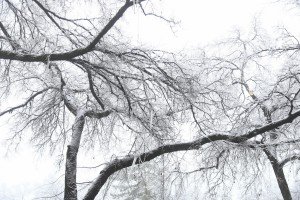 Orezivanje zaleđenih grana ispred svečanog ulaza Gradske kuće