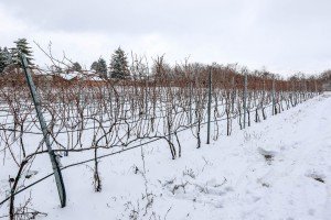 Obeležavanje Dana svetog Vinka