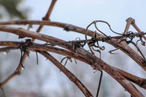 Obeležavanje Dana svetog Vinka