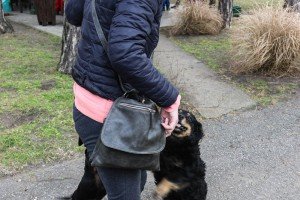 Akcija čišćenja divljih deponija u šumi na Makovoj sedmici u organizaciji "Zeleni Subotice"