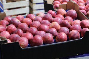 Poseta poljoprivrednom gazdinstvu u Gornjem Tavankutu