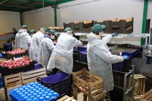 Poseta poljoprivrednom gazdinstvu u Gornjem Tavankutu