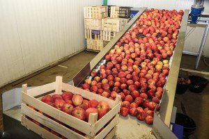 Poseta poljoprivrednom gazdinstvu u Gornjem Tavankutu