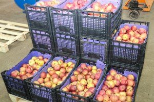 Poseta poljoprivrednom gazdinstvu u Gornjem Tavankutu