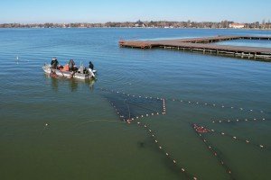 Izlov invazivne ribe u Palićkom jezeru