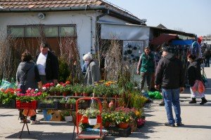 Prepodne na subotičkom buvljaku