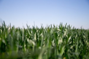 Razgovor povodom početka setve