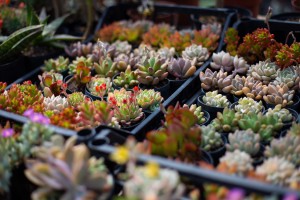 Otvaranje Prolećnog festivala cveća