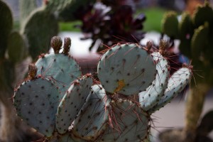 Otvaranje Prolećnog festivala cveća