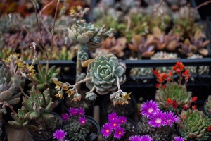 Otvaranje Prolećnog festivala cveća